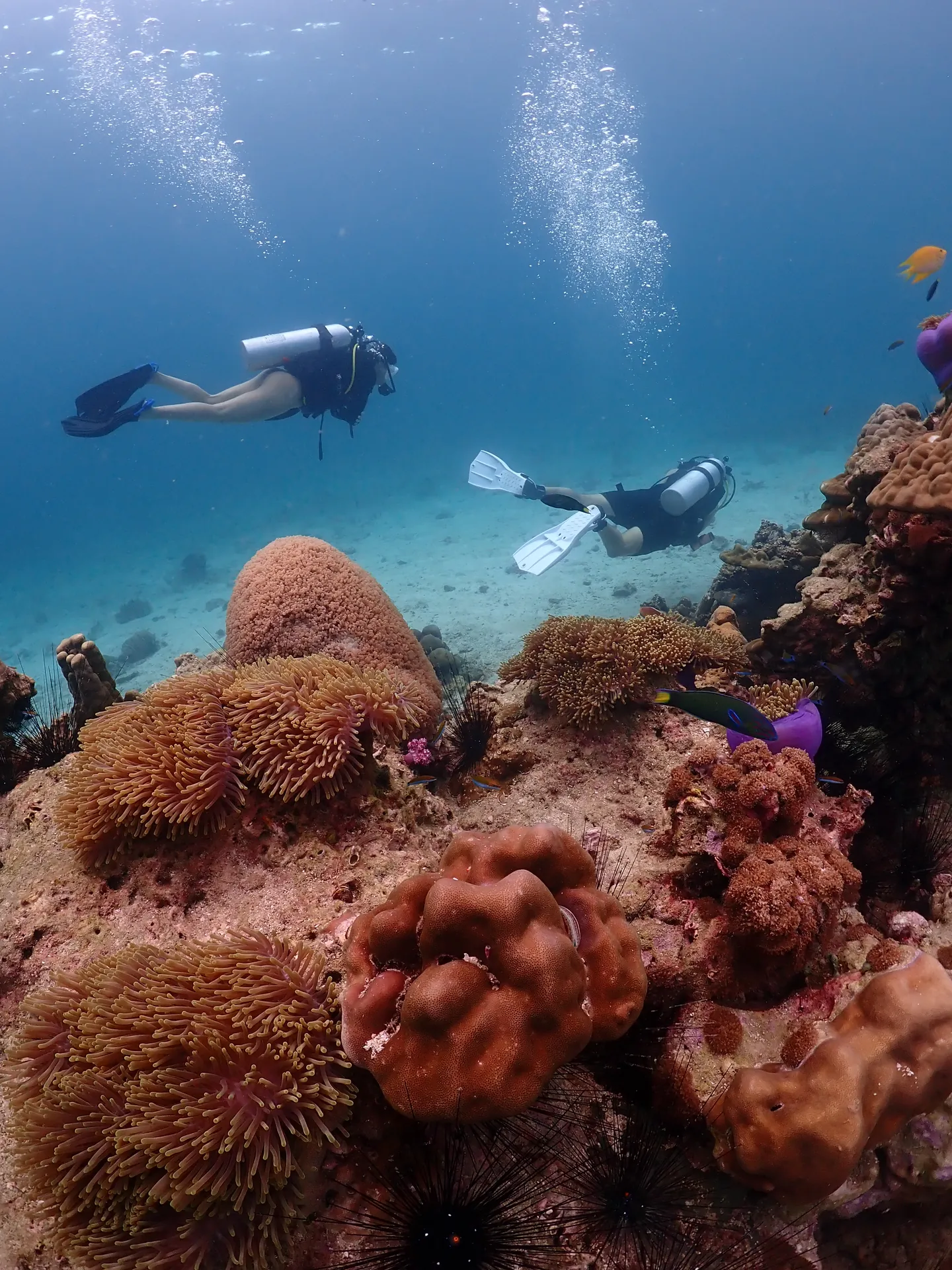 Diving courses on Koh Lipe: An honest guide to choosing the right one on Koh Lipe