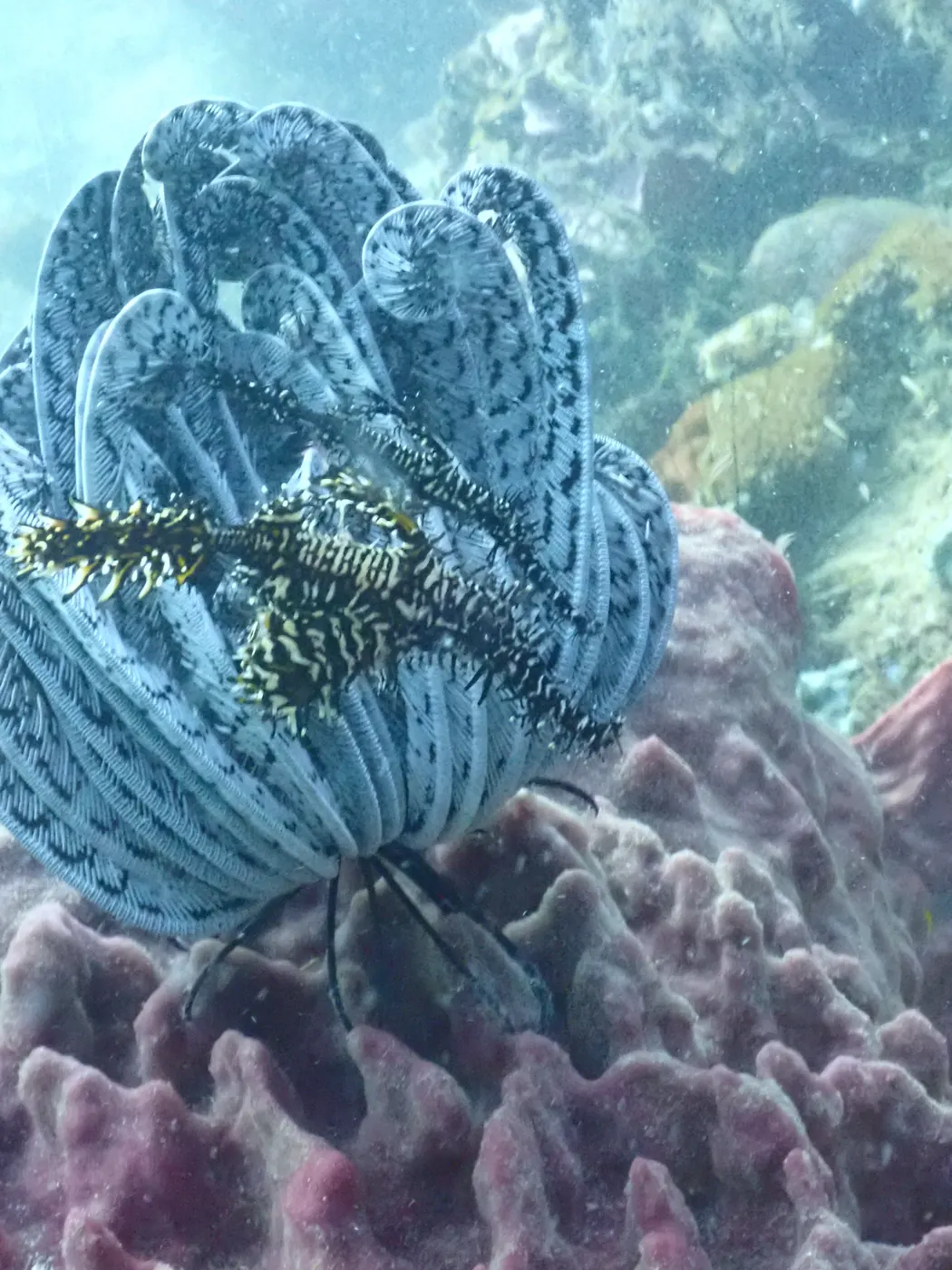 Feather star and crinoid on the wall at 8 Mile Rock, Koh Lipe