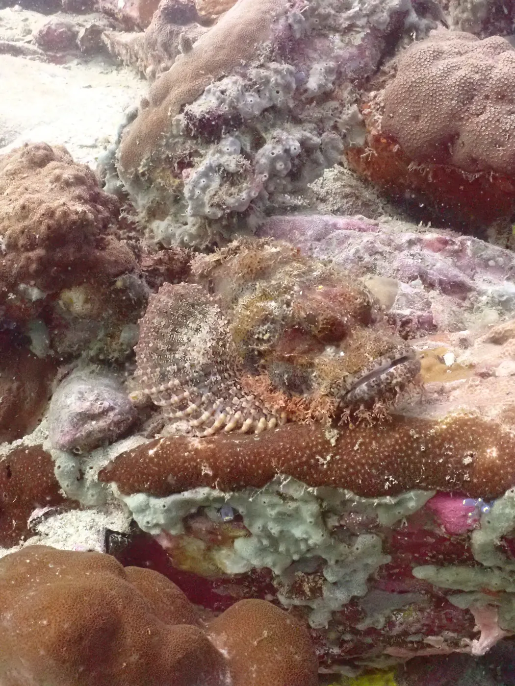 Dense soft coral on a current-exposed face at 8 Mile Rock
