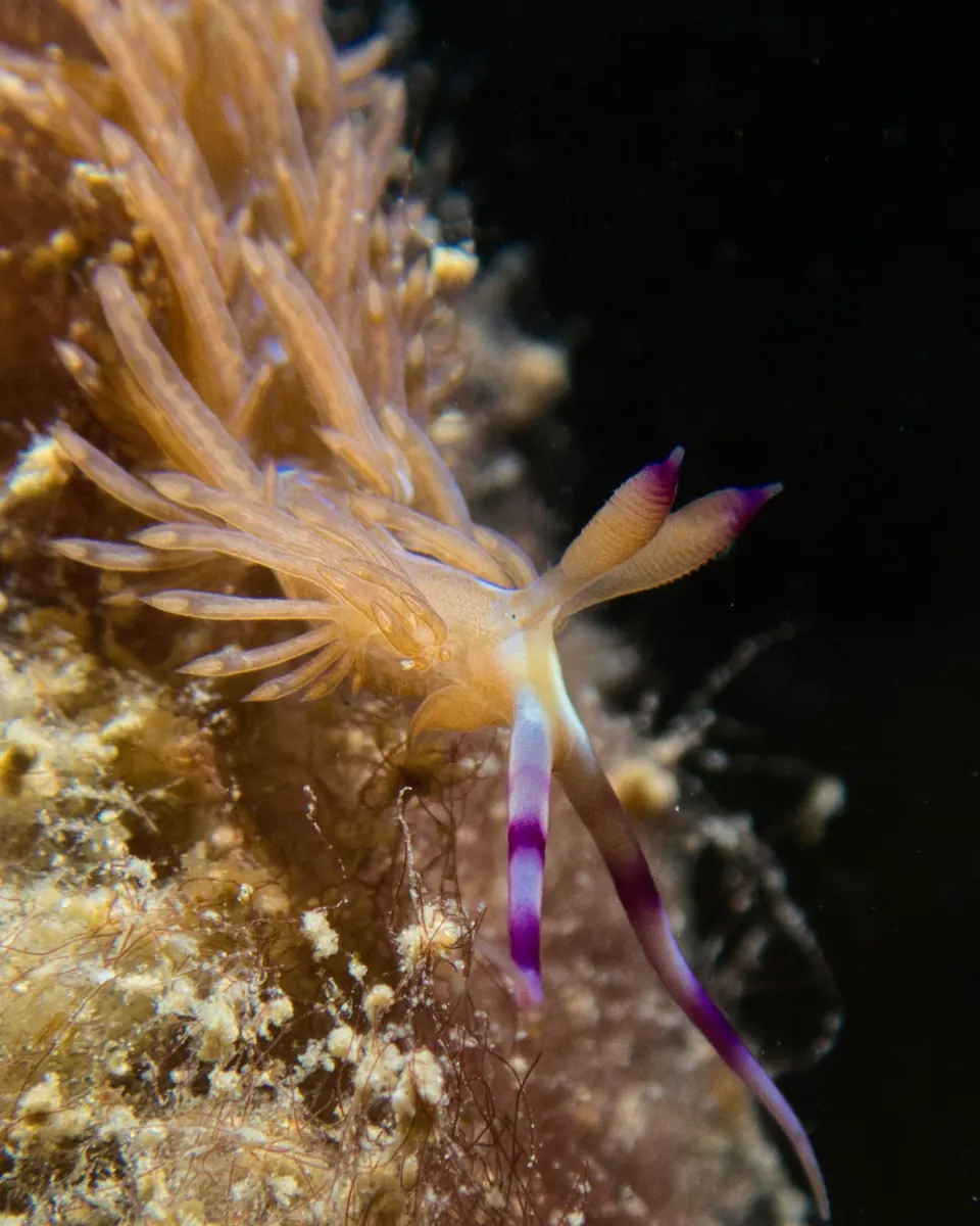 Purple dragon nudibranch at 8 Mile Rock — macro diving on the top plateau