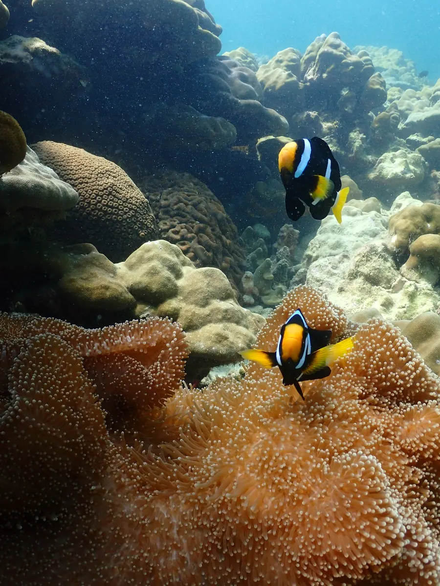 Honeycomb Reef
