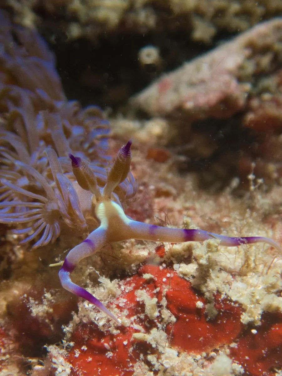 Koh Usen