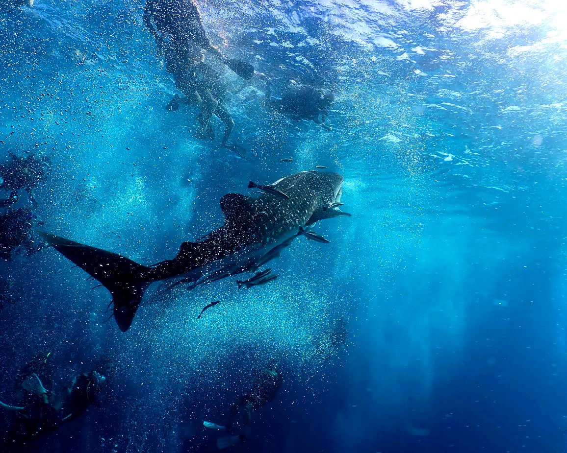 Diver over hard coral at Honeycomb Reef