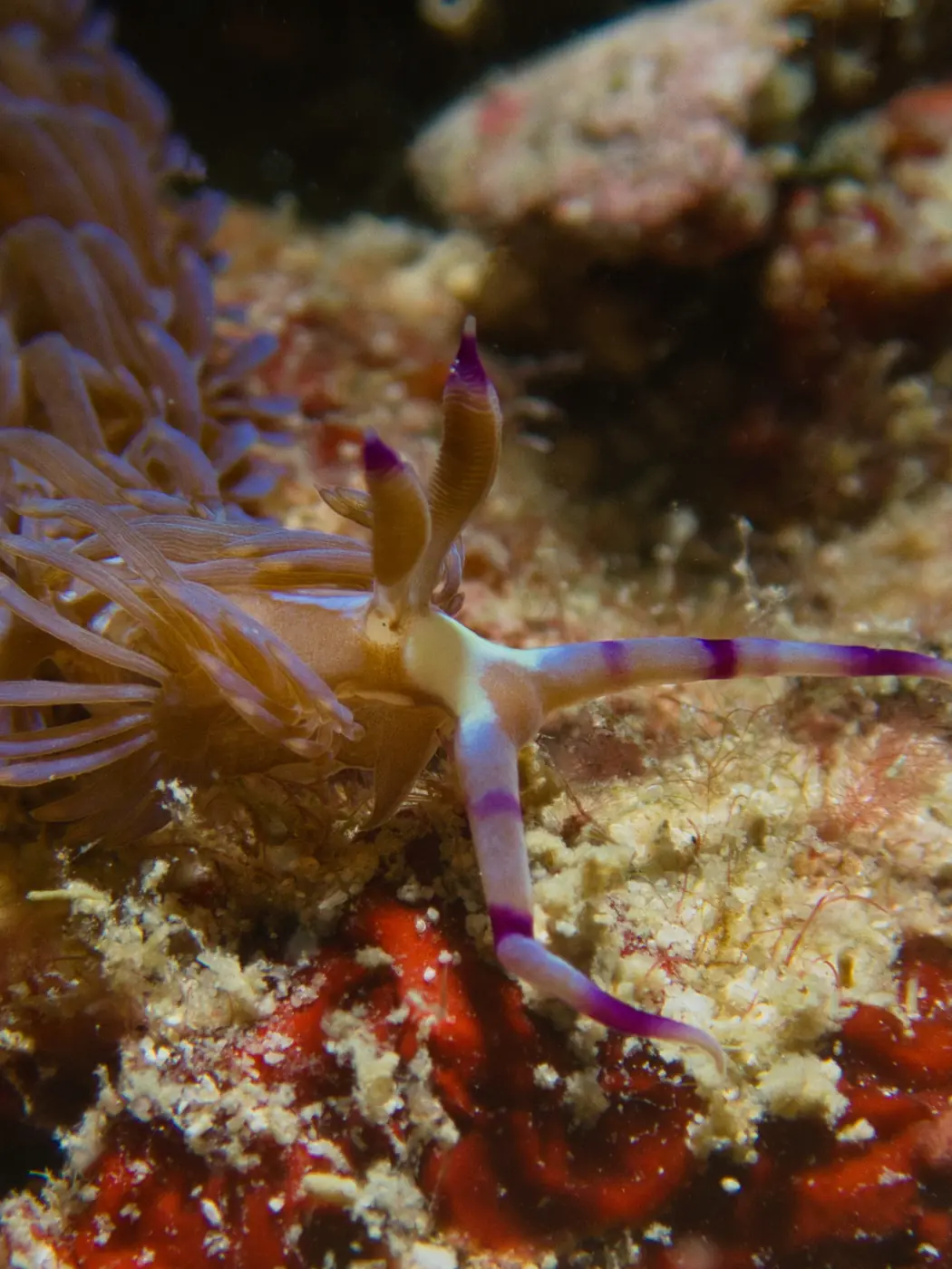 Soft coral and reef life of the kind that grows in current-exposed Tarutao Marine Park sites like Talang Steps